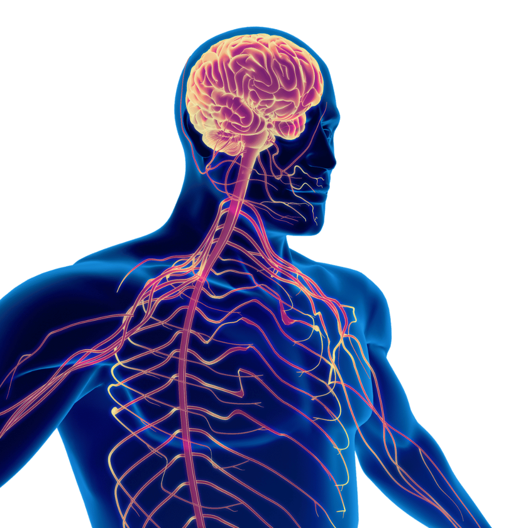 Human nervous system illustration showing brain, spinal cord, and peripheral nerves