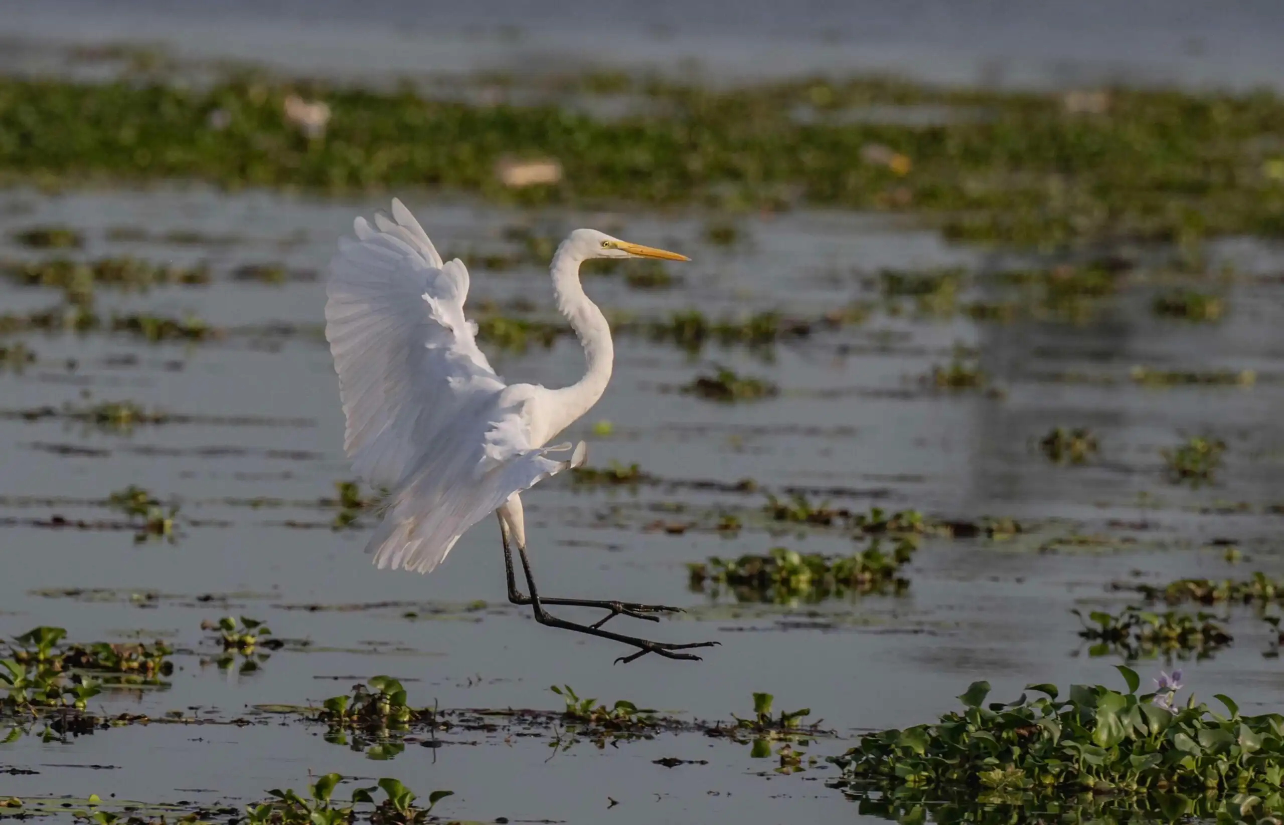 Great Egret Landing