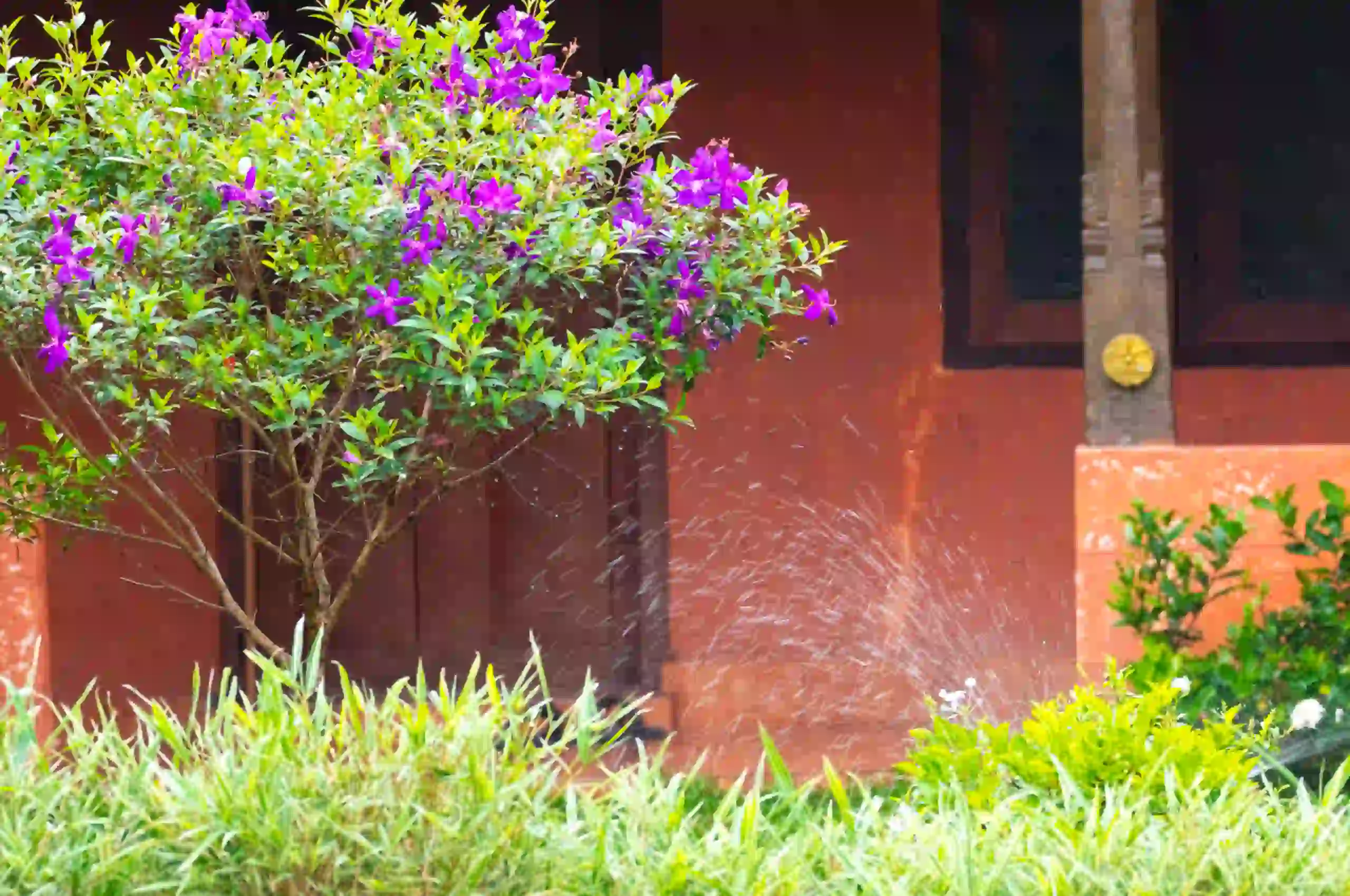 Purple flowers and lush greenery in the garden of an Ayurvedic retreat