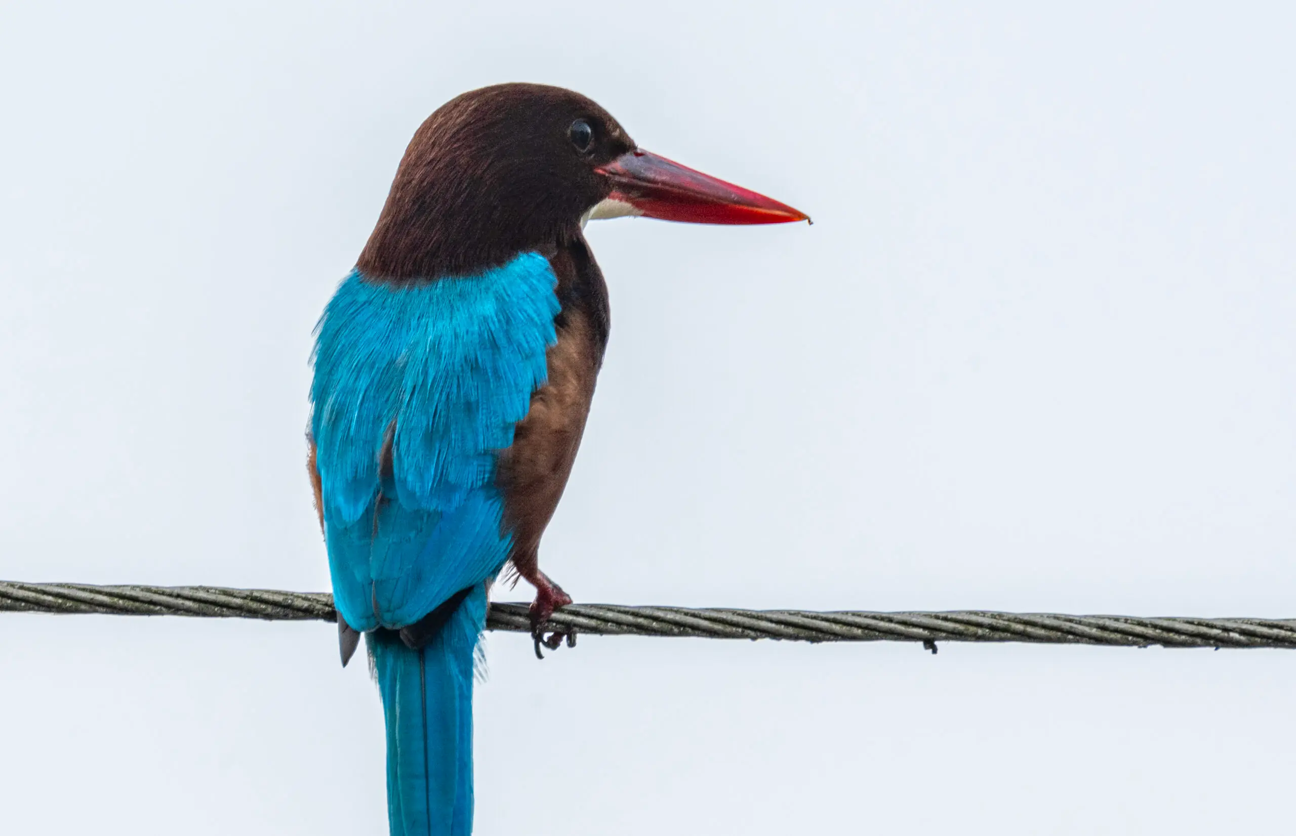 White-throated Kingfisher