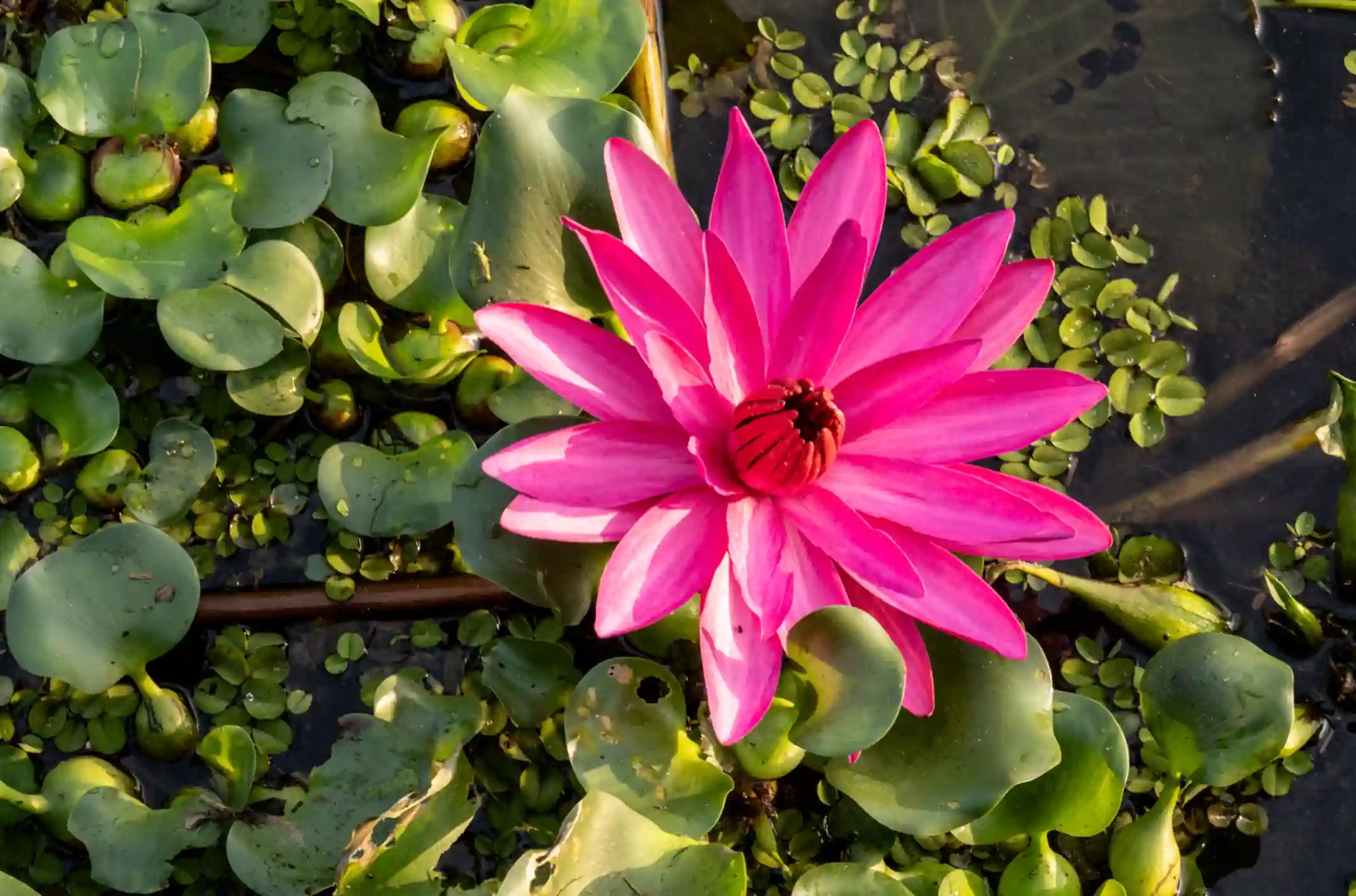 Blooming Pink Water Lily